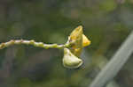 Hairy cowpea